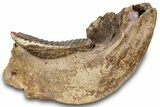 Woolly Mammoth Half Mandible with M Molar - North Sea #298455-1